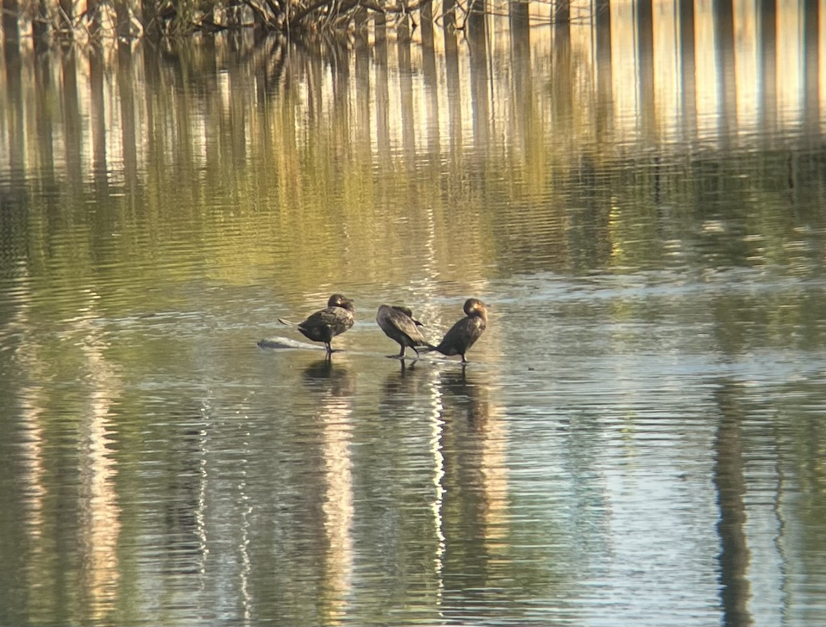 Ушастый баклан - ML646520343