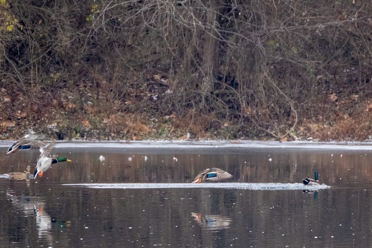 Mallard - ML646520344