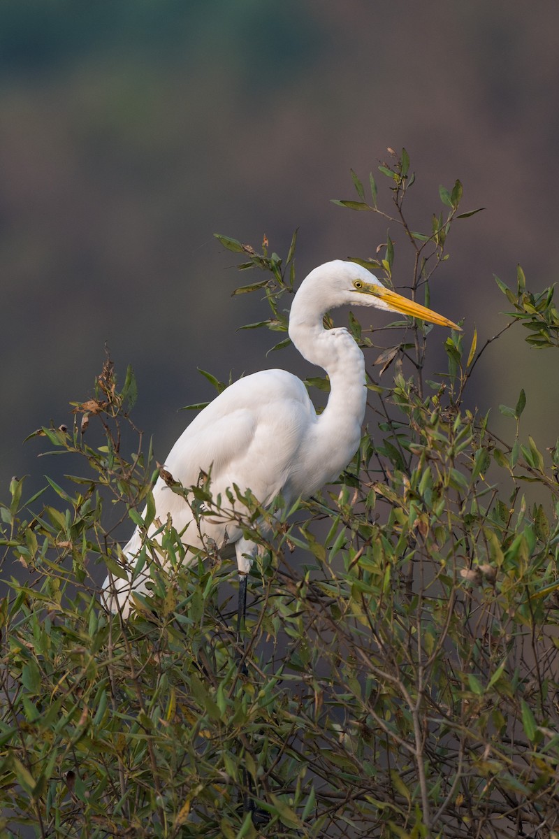 Garceta Grande - ML646520345