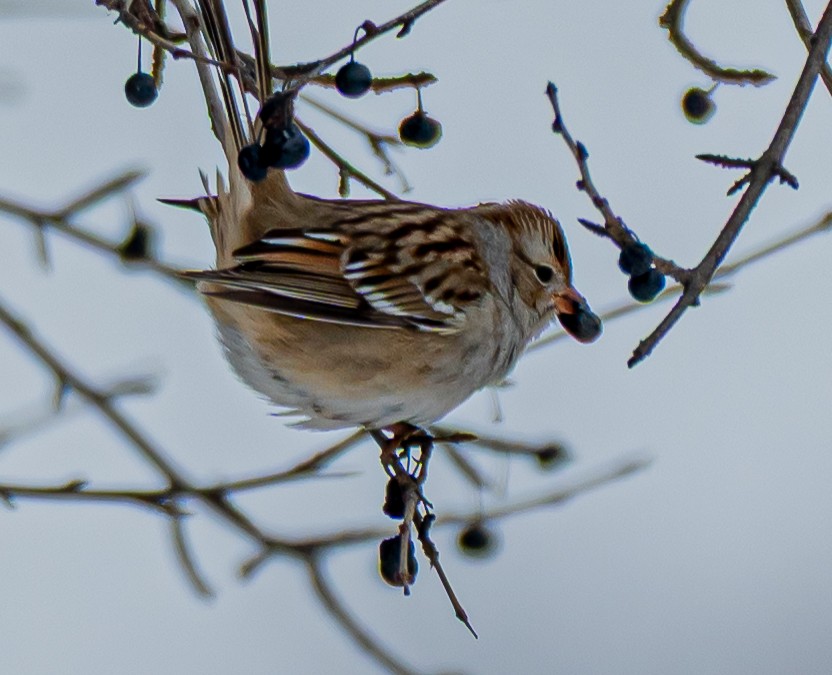 White-crowned Sparrow - ML646520346