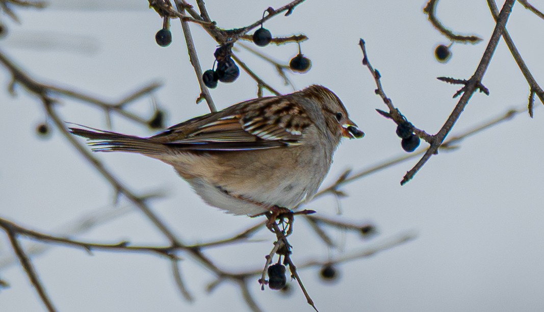 White-crowned Sparrow - ML646520347