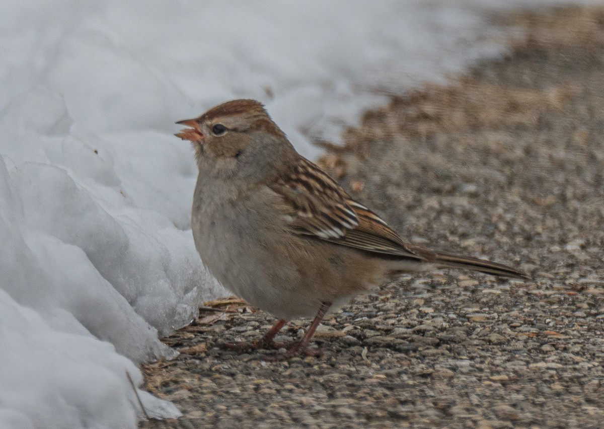 White-crowned Sparrow - ML646520348