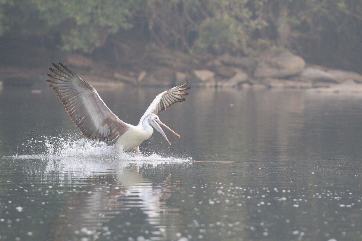 Pelikano tantoduna - ML646520351