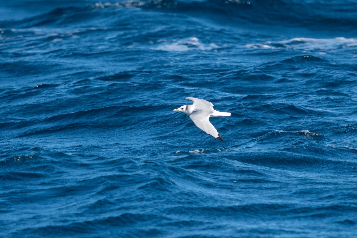 Моевка - ML646520354