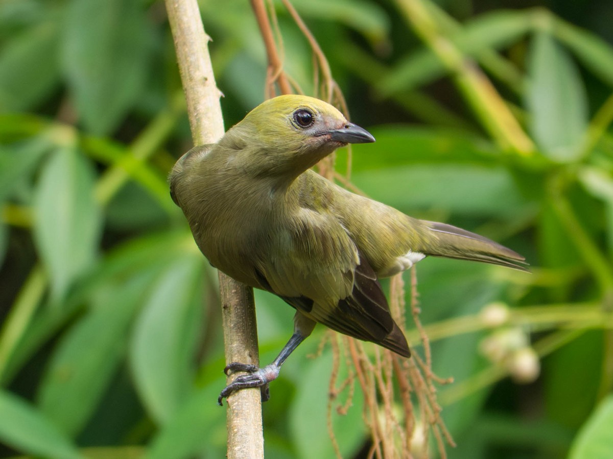 Tangara des palmiers - ML646520356
