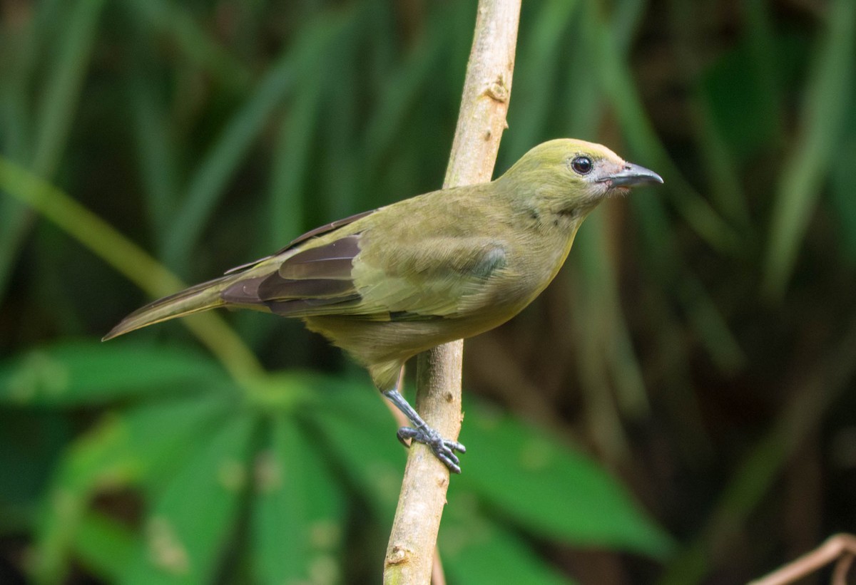 Tangara des palmiers - ML646520357