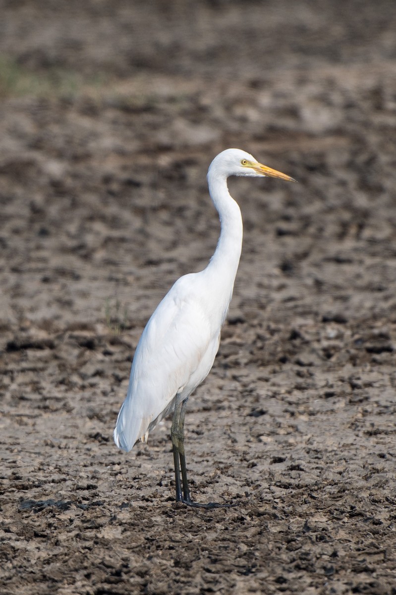 Garceta Intermedia - ML646520358