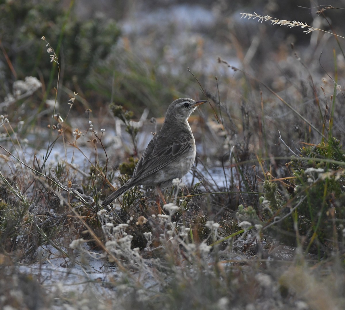 Щеврик-велет - ML646520359