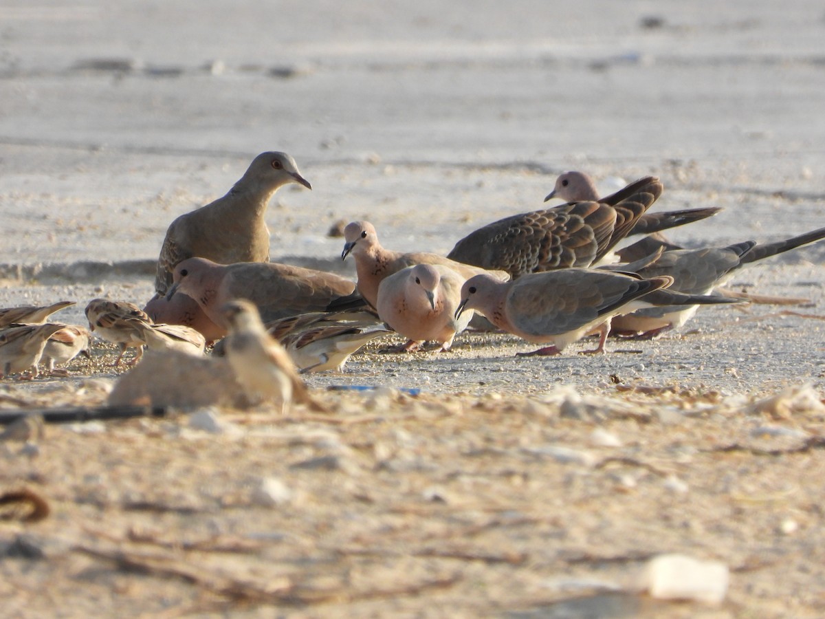 Laughing Dove - ML646520360