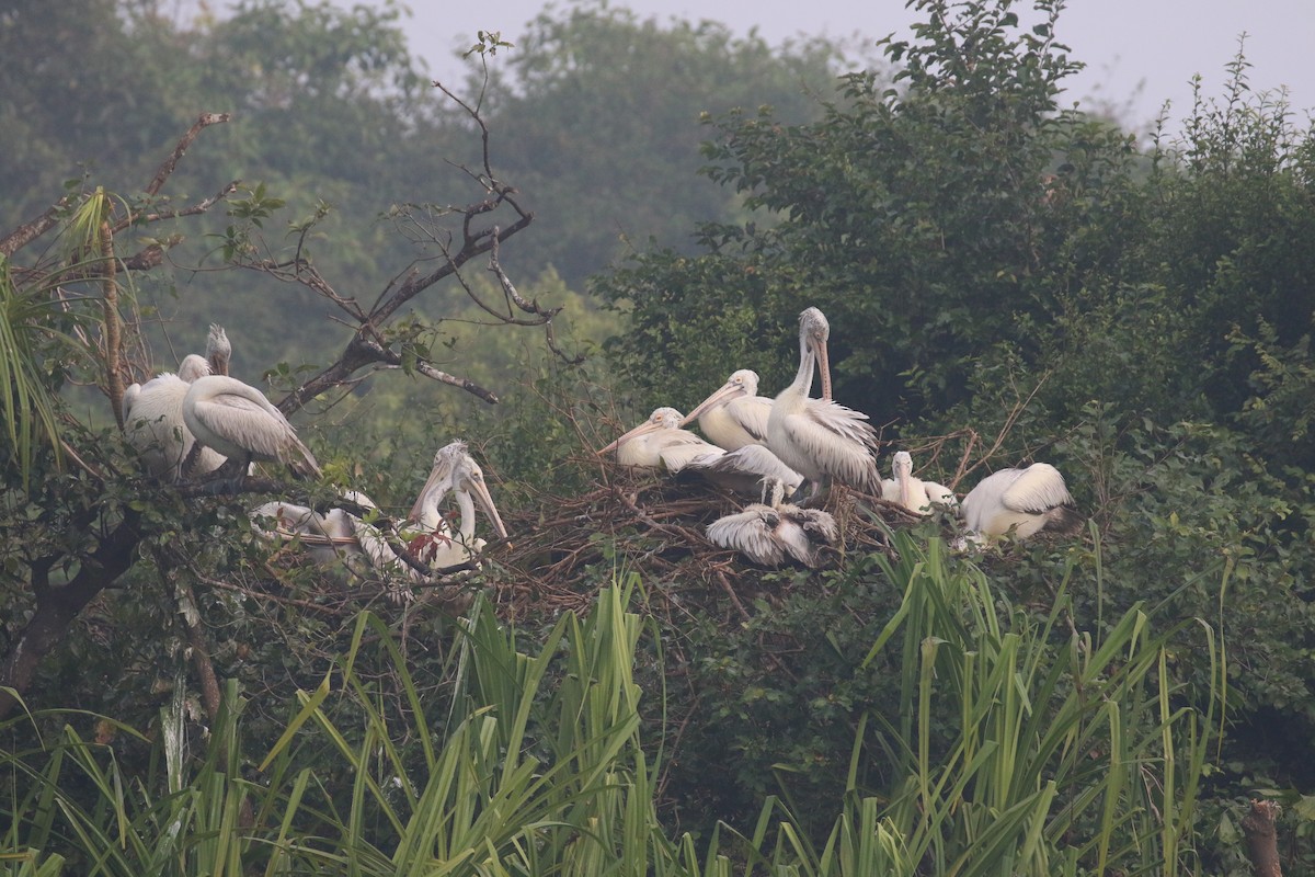 Pelikano tantoduna - ML646520361