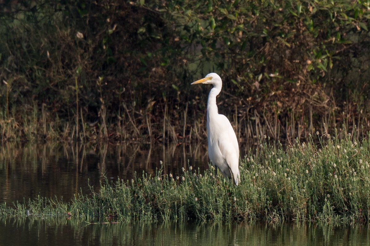 Garceta Intermedia - ML646520362