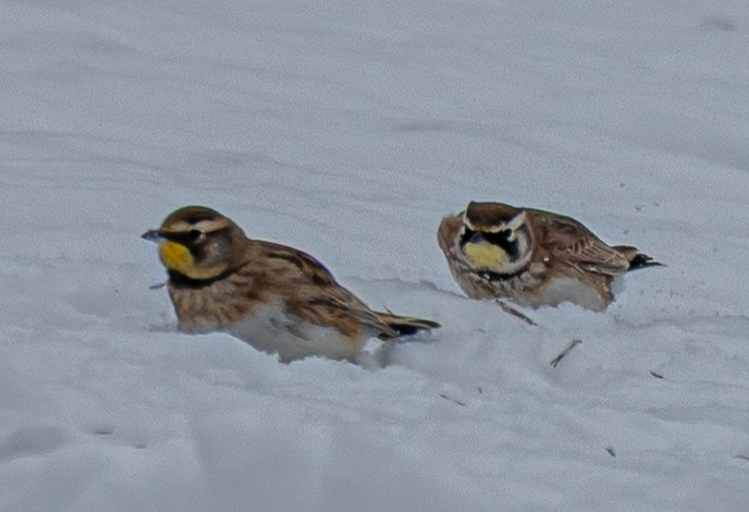 Horned Lark - ML646520372