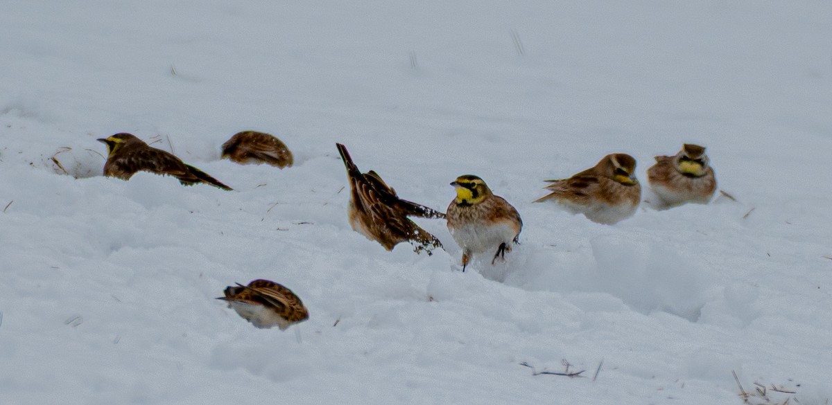 Horned Lark - ML646520373