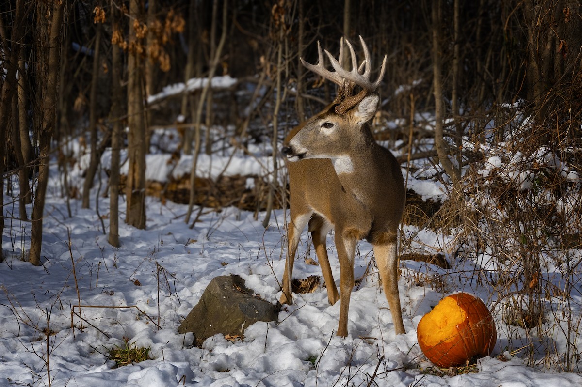 Animals - ML646520375