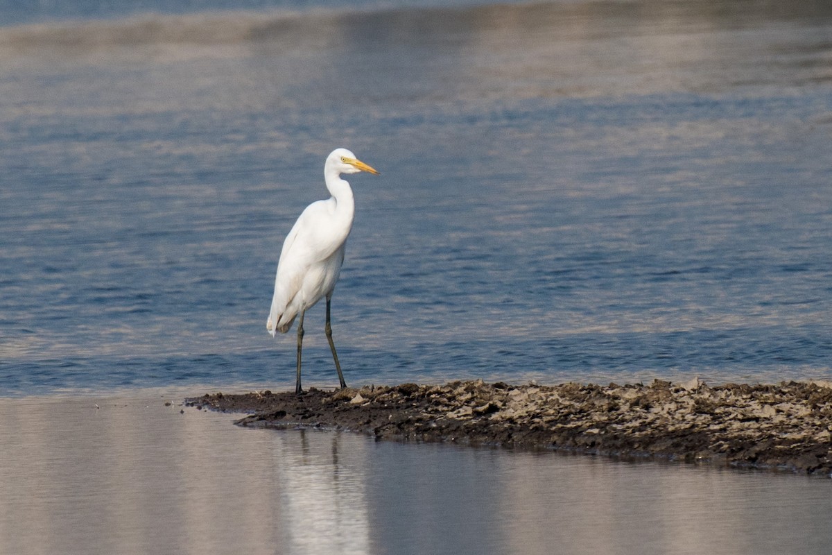 Garceta Intermedia - ML646520376