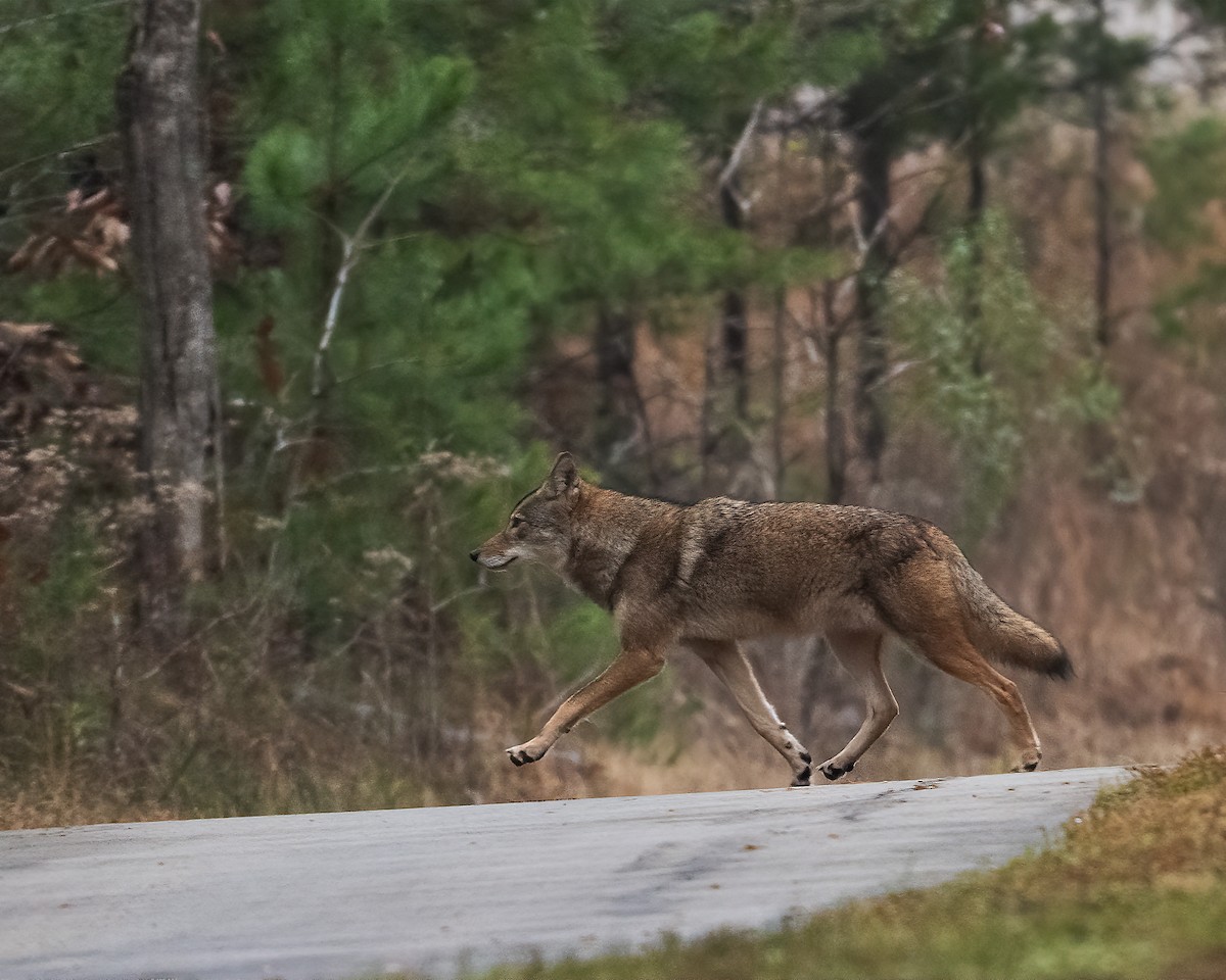 Coyote - ML646520377