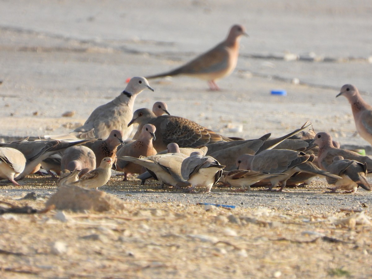 Laughing Dove - ML646520378