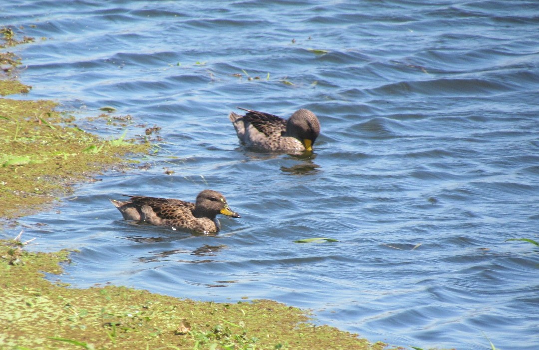 Cerceta Barcina - ML646520379