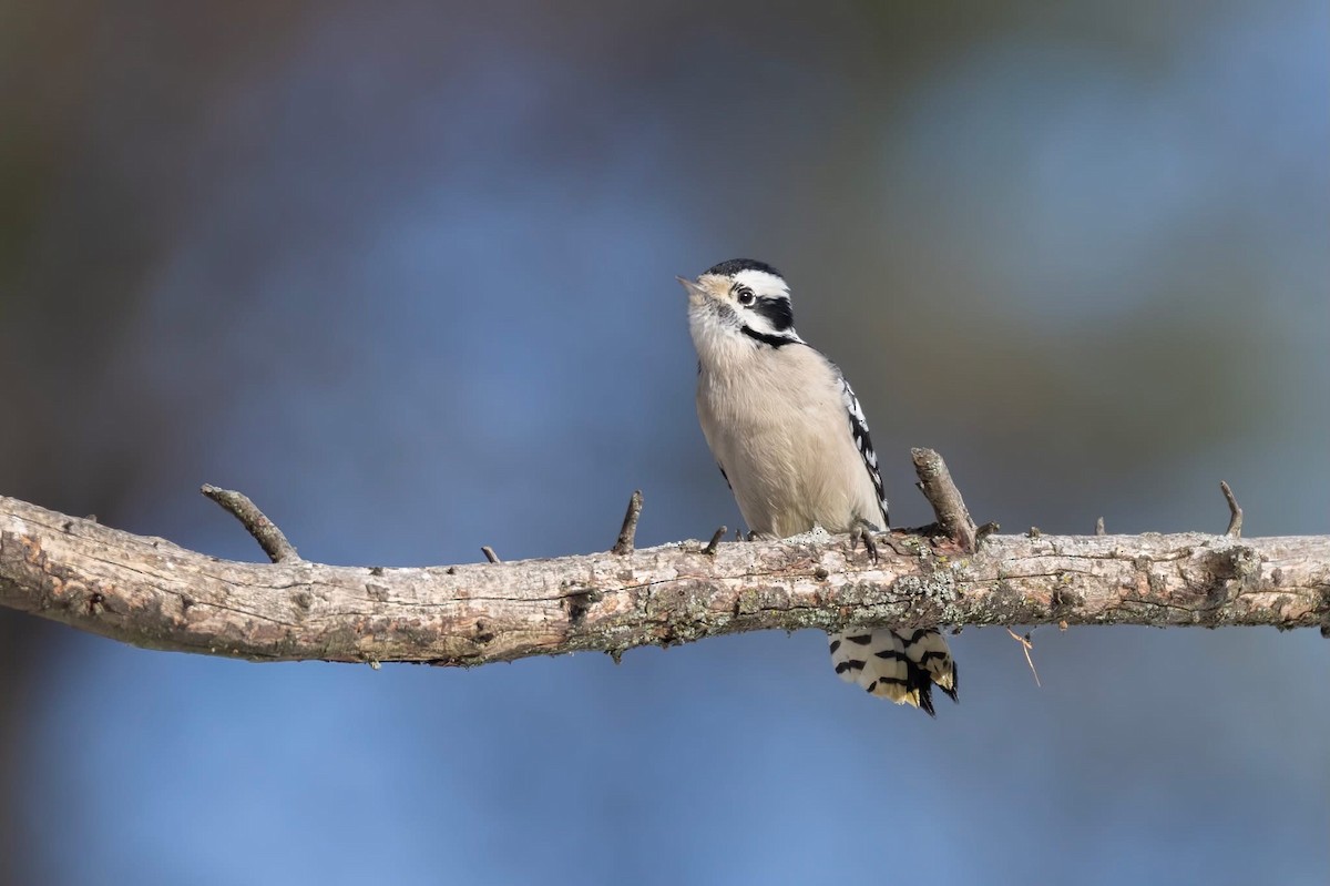 Dunenspecht - ML646520380