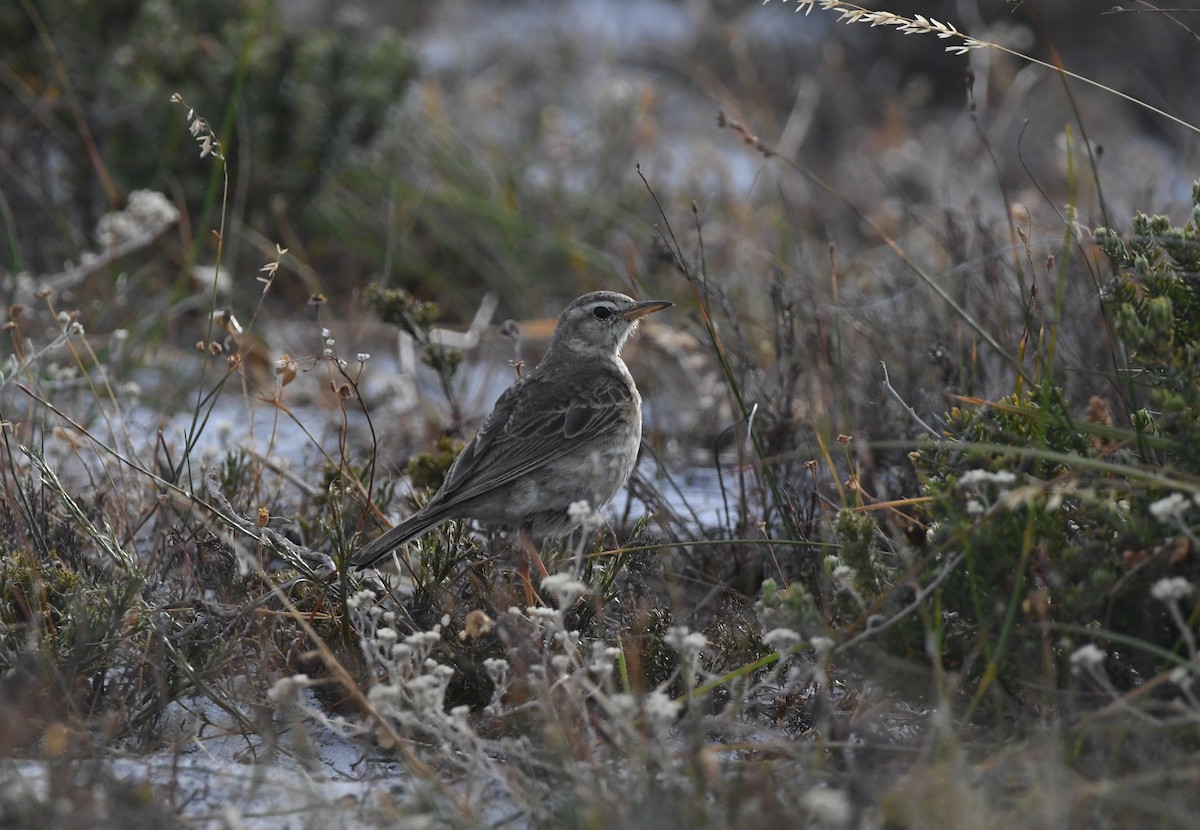 Щеврик-велет - ML646520381