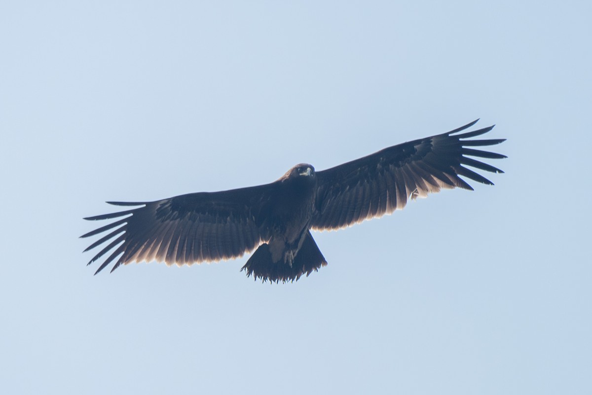 Águila Moteada - ML646520383