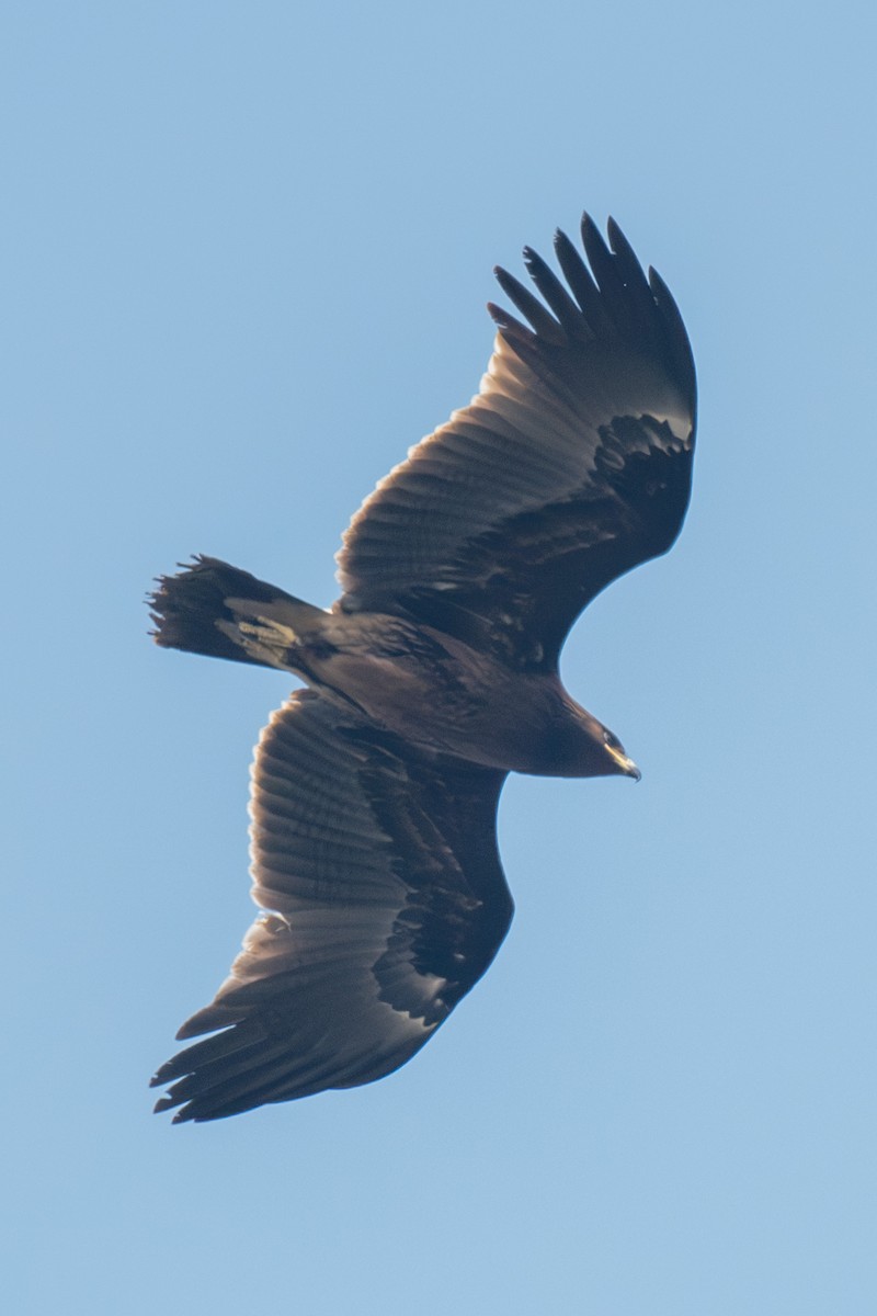 Águila Moteada - ML646520387