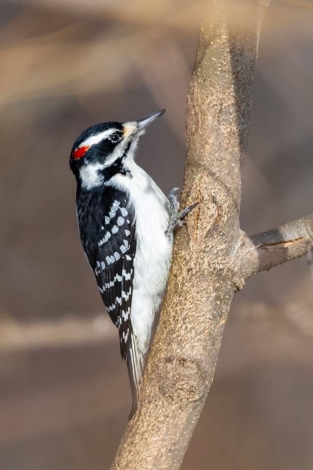 Hairy Woodpecker - ML646520388