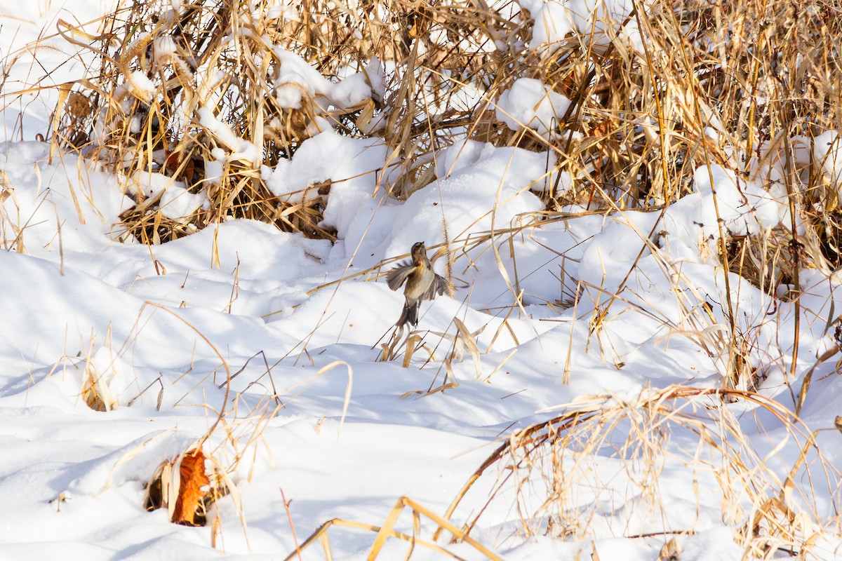 American Tree Sparrow - ML646520390