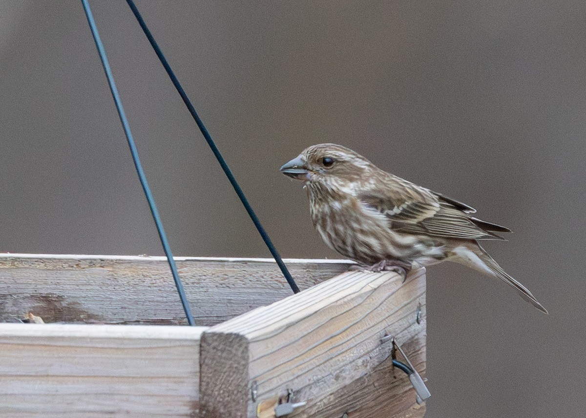 Purple Finch - ML646520392