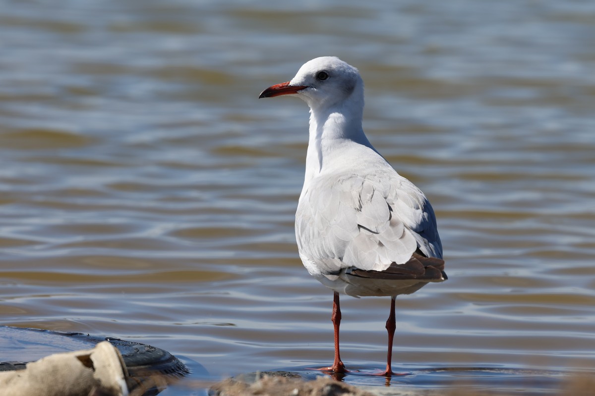 Gray-hooded Gull - ML646520394