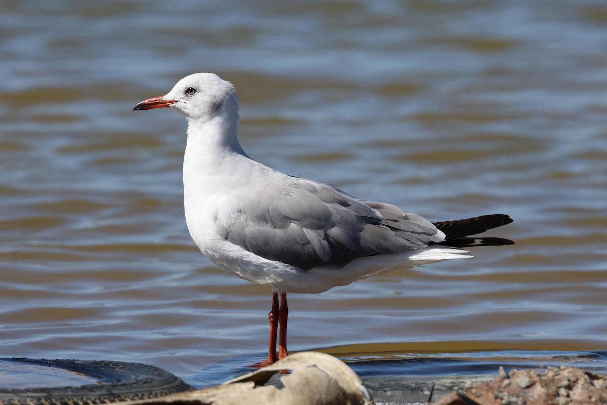 Gray-hooded Gull - ML646520396
