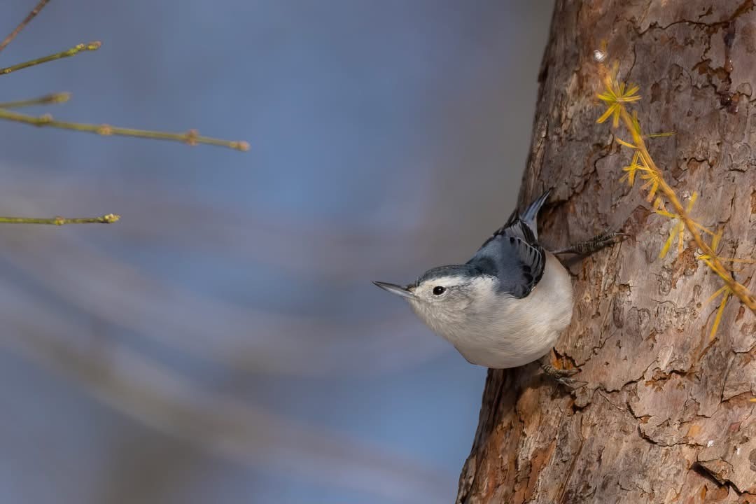 White-breasted Nuthatch - ML646520401