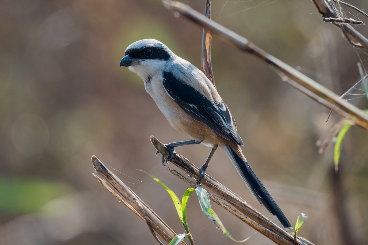 Alcaudón Schach - ML646520406