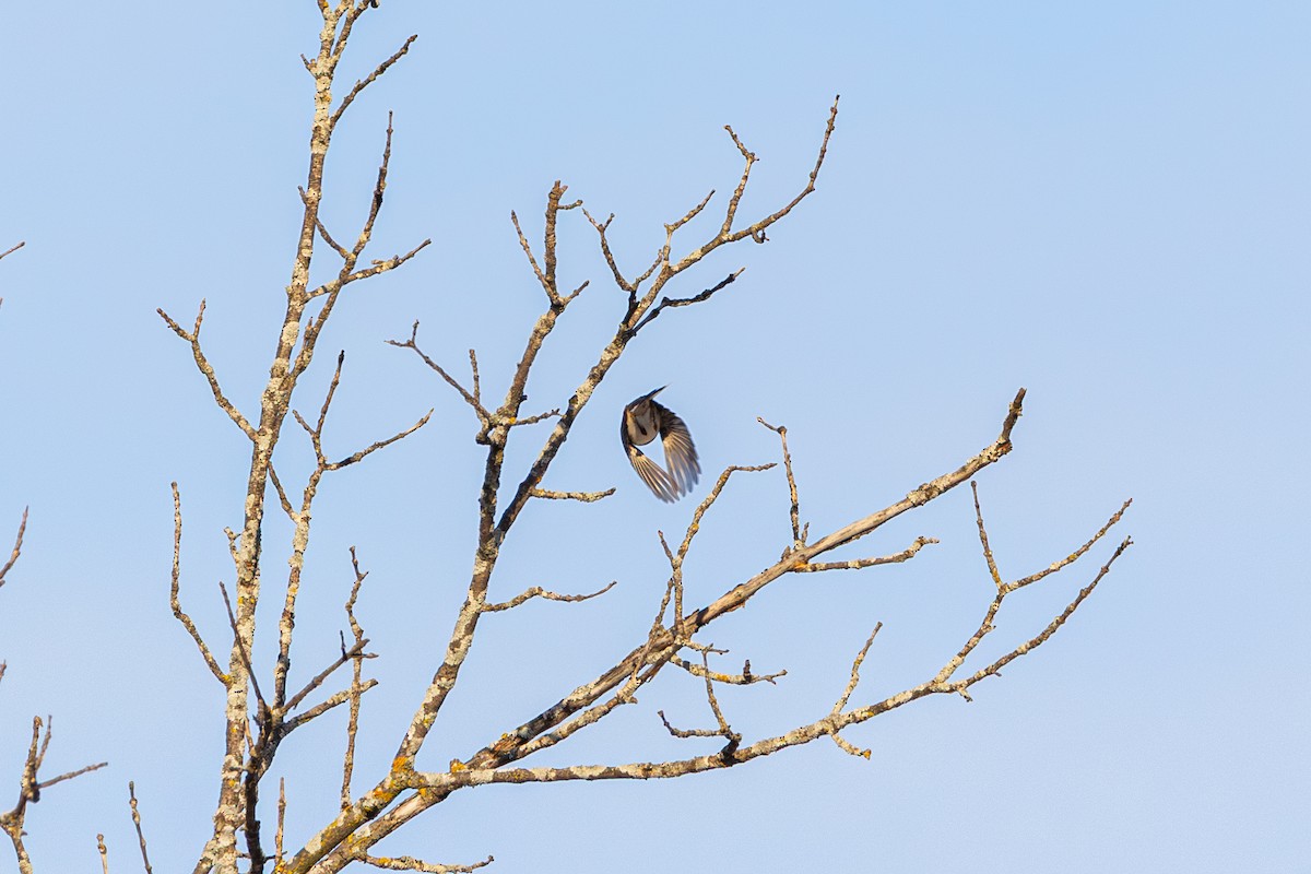 Dark-eyed Junco (Slate-colored) - ML646520407