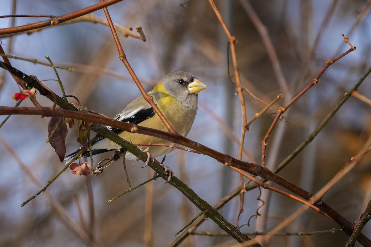 キビタイシメ - ML646520412