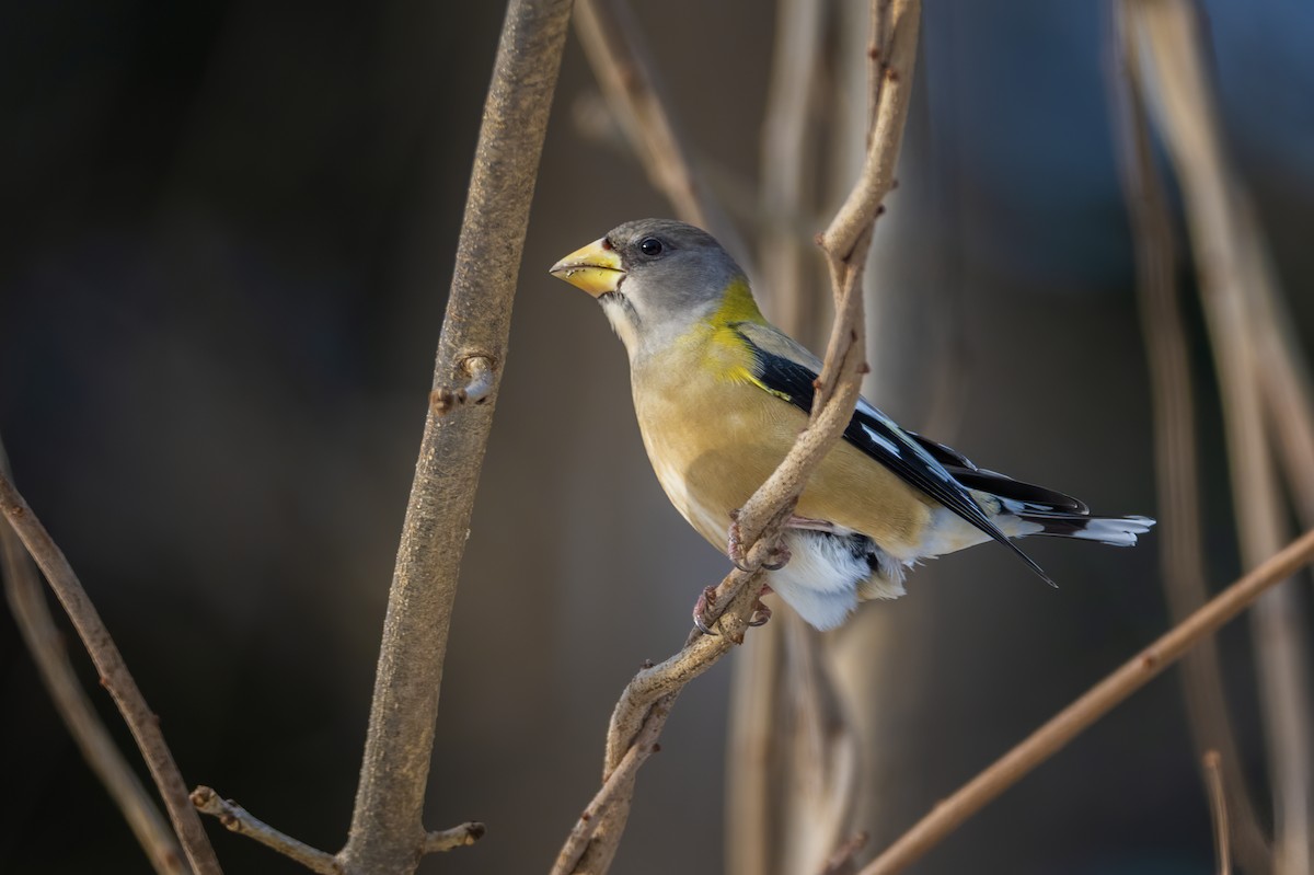 キビタイシメ - ML646520413