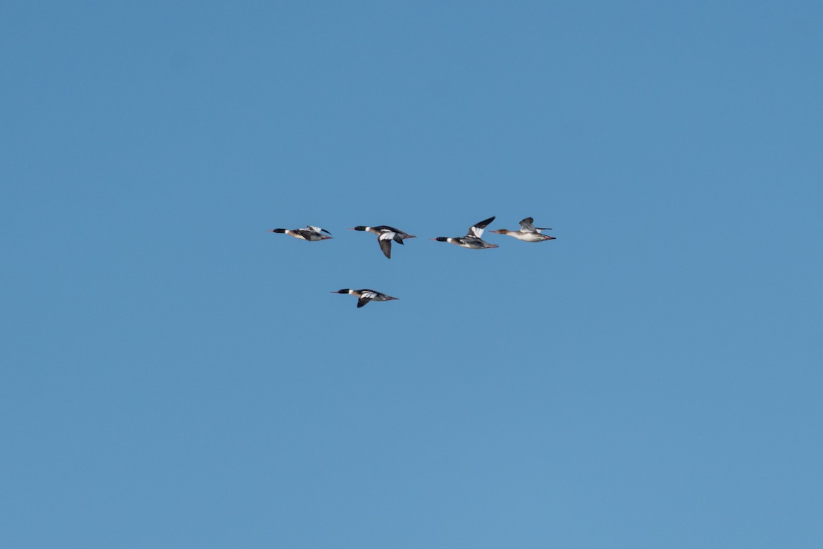 Tarakdiş - ML646520426