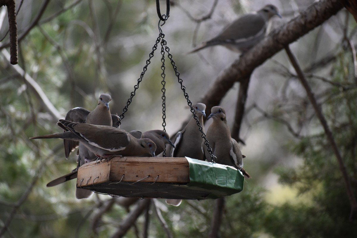 White-winged Dove - ML646520428