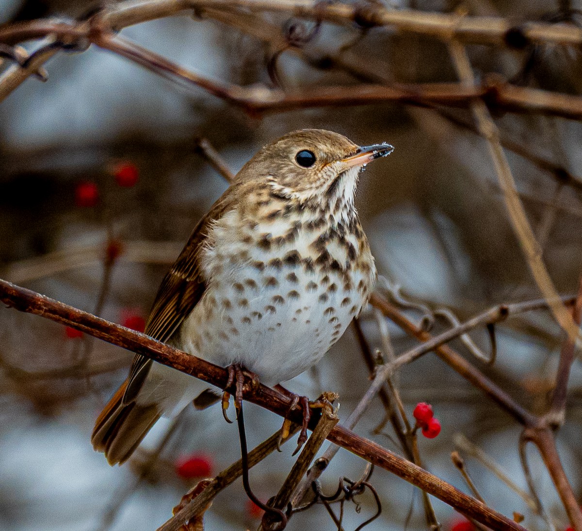 Grive solitaire - ML646520430