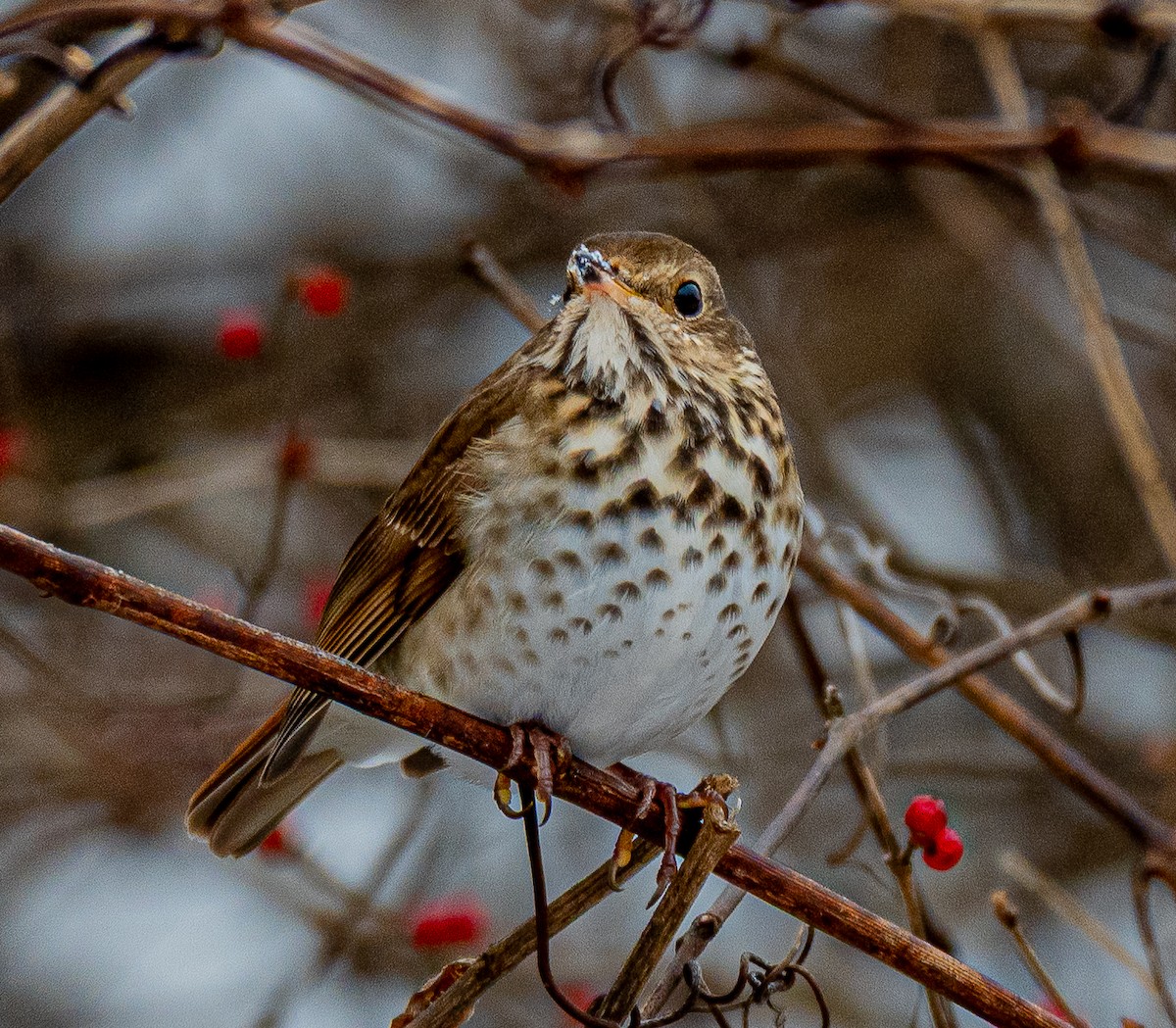 Grive solitaire - ML646520431