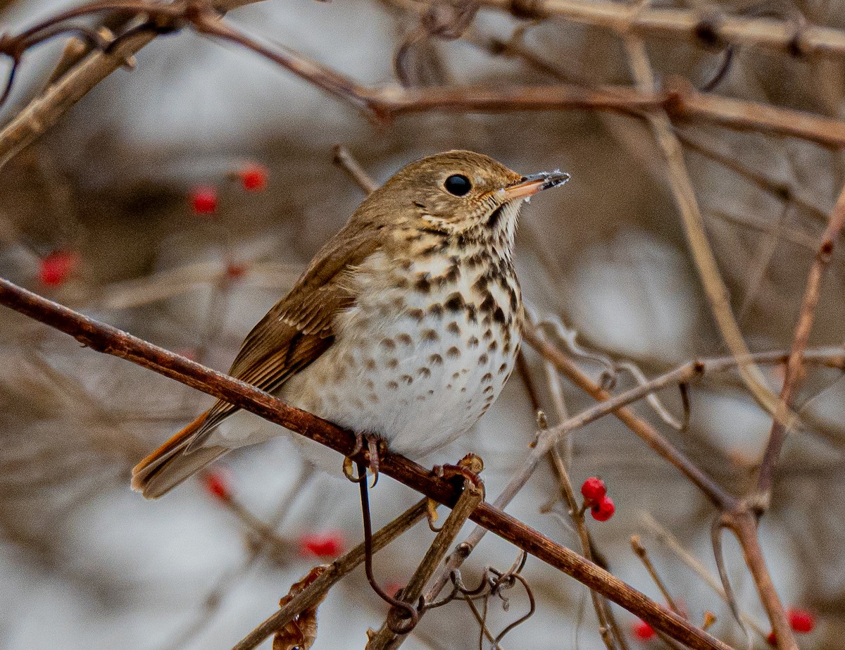 Grive solitaire - ML646520432