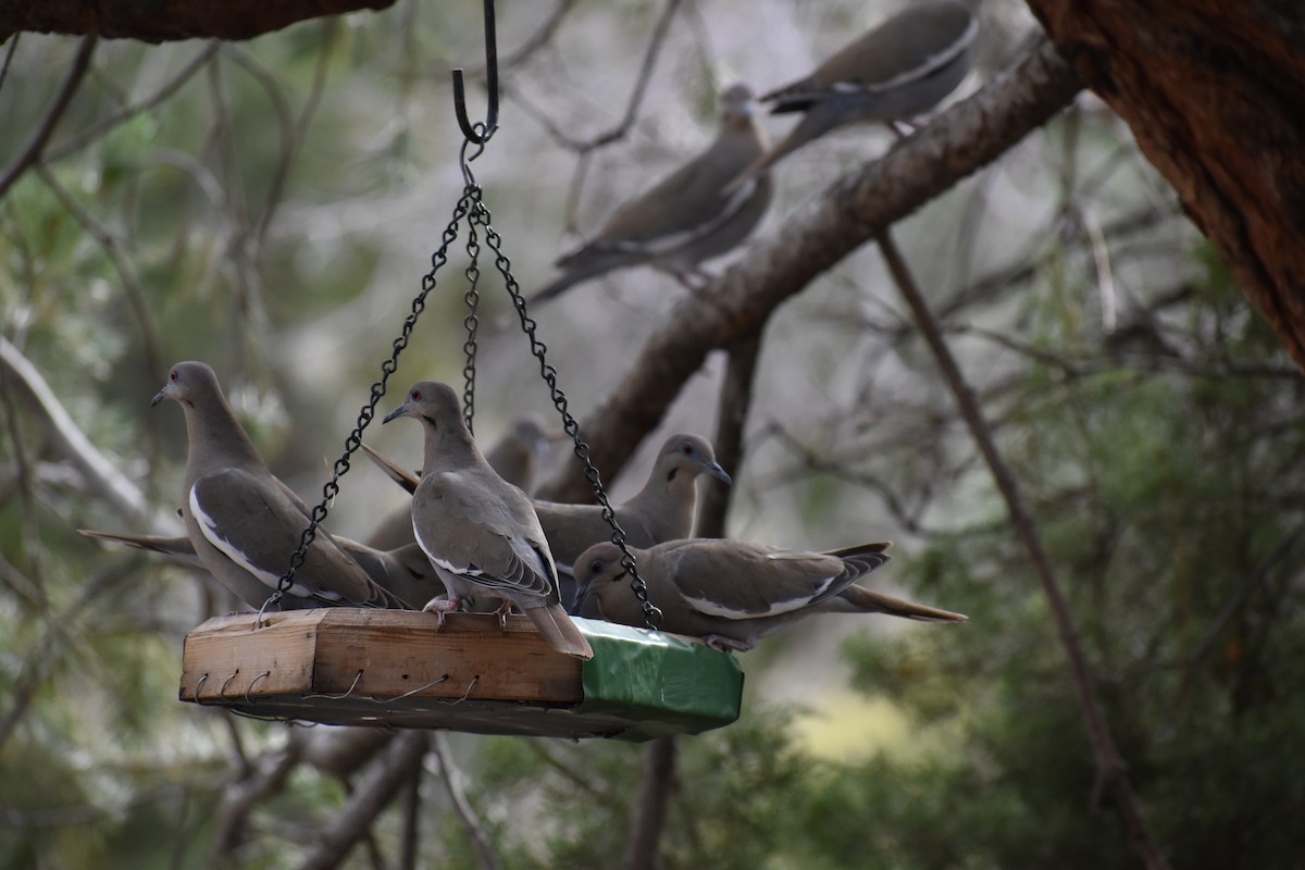 White-winged Dove - ML646520435