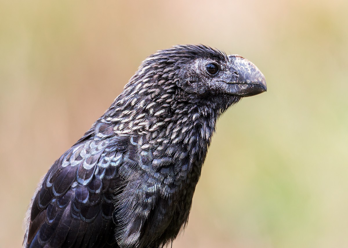 Smooth-billed Ani - ML646520439