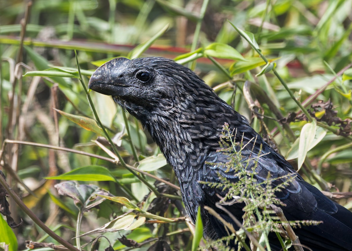 Smooth-billed Ani - ML646520449
