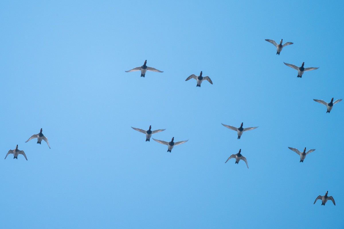 Murgilari arrunta - ML646520450