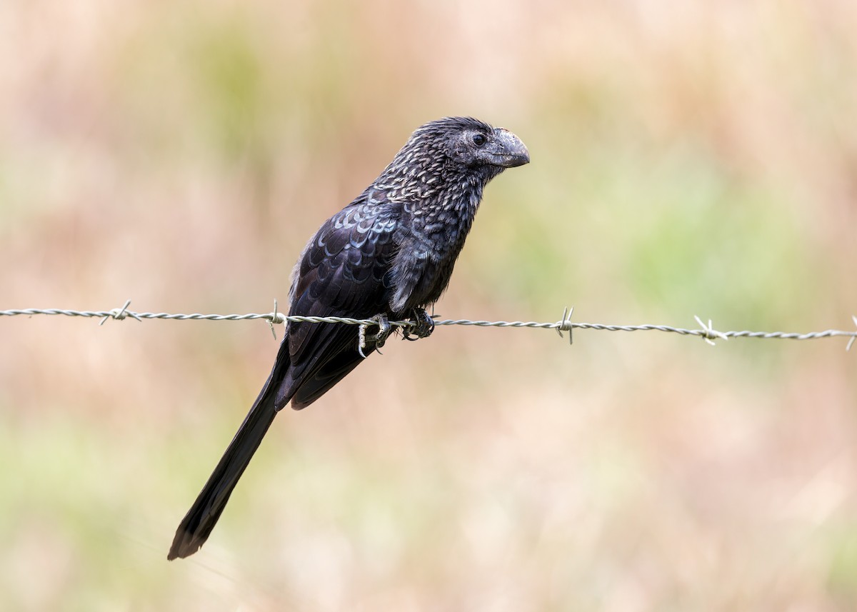 Smooth-billed Ani - ML646520451