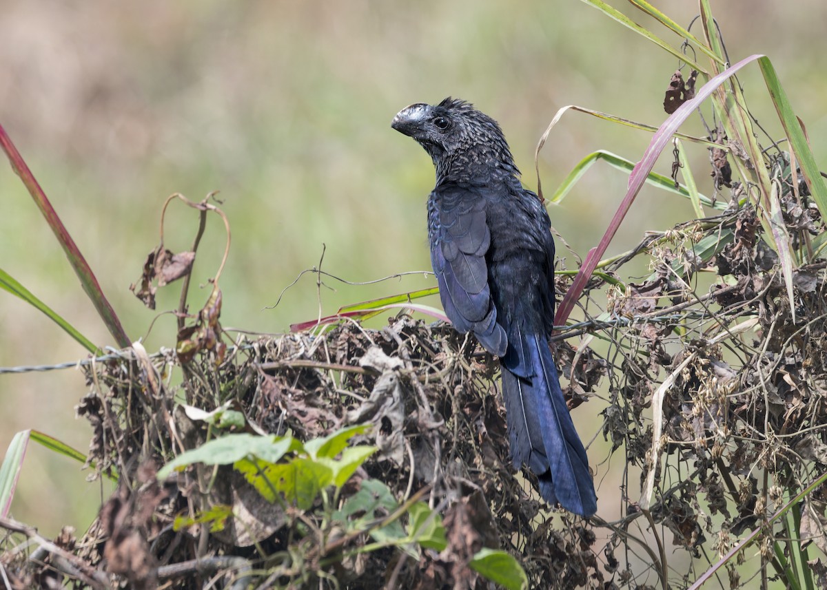 Smooth-billed Ani - ML646520452