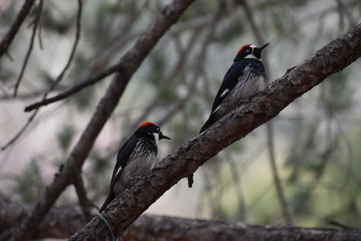 Acorn Woodpecker - ML646520453