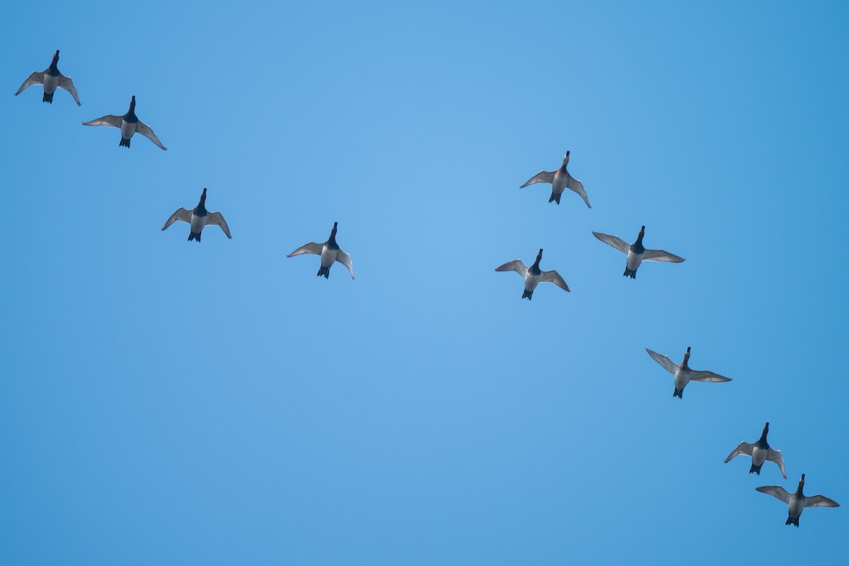 Murgilari arrunta - ML646520456