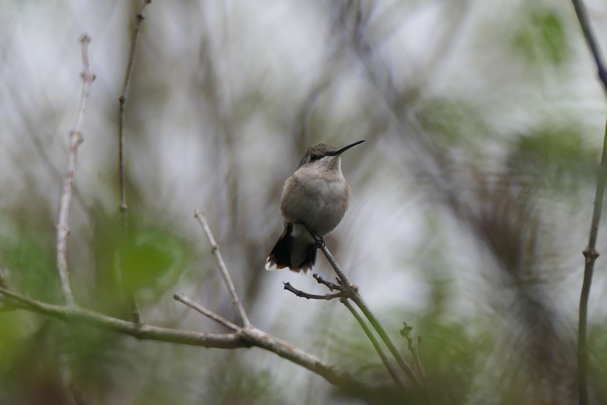 Yakut Boğazlı Kolibri - ML646520457